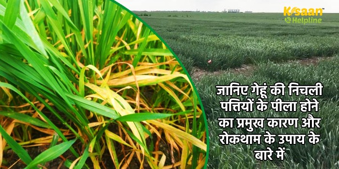 जानिए गेहूं की निचली पत्तियों के पीला होने का प्रमुख कारण और रोकथाम के उपाय के बारे में